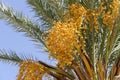 Date palm tree with branches and fresh growing dates against a sunny sky. Tropical fruits and palm agriculture concept. Royalty Free Stock Photo