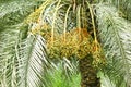 Date palm tree with Bunches of dates. Royalty Free Stock Photo