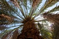 Date Palm tree close up on blue sky background. Royalty Free Stock Photo