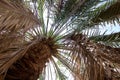 Date Palm tree close up on blue sky background. Royalty Free Stock Photo