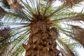 Date Palm tree close up on blue sky background. Royalty Free Stock Photo