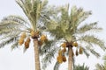 Date palm tree with clusters of kimri dates Royalty Free Stock Photo