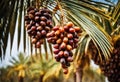 A date palm tree with clusters of ripe dates hanging from it Royalty Free Stock Photo