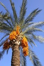 Date palm tree with dates Royalty Free Stock Photo