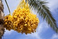 Date palm tree with dates Royalty Free Stock Photo