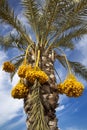 Date palm tree with dates Royalty Free Stock Photo