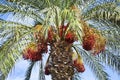 Date palm tree with dates Royalty Free Stock Photo