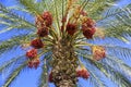 Date palm tree with dates Royalty Free Stock Photo