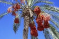 Date palm tree with dates on the background of blue sky Royalty Free Stock Photo