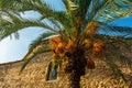 Date palm tree with dates in city Royalty Free Stock Photo