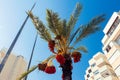 Date palm tree with dates in city Royalty Free Stock Photo