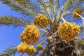 Date palm tree with dates Royalty Free Stock Photo