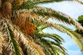 Date palm tree with dead leaves and cluster of orange unripe dates. Royalty Free Stock Photo