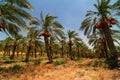 Date palm tree farm Royalty Free Stock Photo