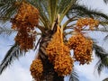 DATE PALM TREE FRUIT DESERT TROPICAL Royalty Free Stock Photo