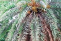 Date on palm tree Green beautiful. Long Trunk Date Palm Tree.Dates on a palm tree.Dates palm branches with ripe dates.Bunch of bar