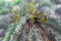 Date on palm tree Green beautiful. Long Trunk Date Palm Tree.Dates on a palm tree.Dates palm branches with ripe dates.Bunch of bar