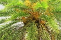 Date on palm tree Green beautiful. Long Trunk Date Palm Tree.Dates on a palm tree.Dates palm branches with ripe dates.Bunch of bar