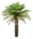 Date palm tree isolated on white