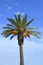 Date palm tree Latin name Phoenix dactylifera