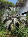 Date palm tree in the messy garden