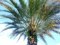 Date palm tree with natural background and light blue sky Royalty Free Stock Photo