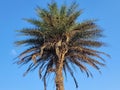 Date palm tree Royalty Free Stock Photo