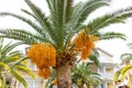 Date palm tree Phoenix dactylifera with ripening date fruits against blue sky. Palm Tree- Royalty Free Stock Photo