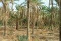 Date Palm Tree Phoenix Dactylifera in a row in Tunisia, North Africa Royalty Free Stock Photo