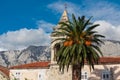 Makarska - Date palm tree with ripe fruits in front of old church of St. Philip in coastal town Makarska, Dalmatia, Croatia Royalty Free Stock Photo