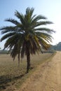 A date palm tree at a rural village road side. Royalty Free Stock Photo