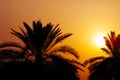 Date palm tree silhouette at beautiful sunset in Dubai, UAE. Palms, orange sky and sun on persian gulf beach. Middle east hoiday Royalty Free Stock Photo