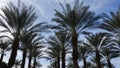 Date Palm Tree Silhouettes in Coachella Royalty Free Stock Photo