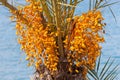 Date palm tree with unripe colorful fruit clusters Royalty Free Stock Photo