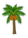 Date Palm Tree vector illustration Royalty Free Stock Photo