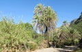 Date palm trees in Africa Royalty Free Stock Photo