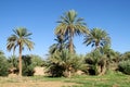 Date palm trees in Africa Royalty Free Stock Photo