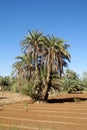 Date palm trees in Africa Royalty Free Stock Photo