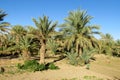 Date palm trees in Africa Royalty Free Stock Photo