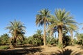 Date palm trees agriculture Royalty Free Stock Photo