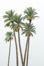 Date Palm trees bearing fruit