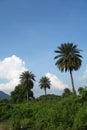 Date Palm trees with blue sky and white clouds in the background. Royalty Free Stock Photo