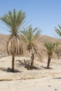 Date palm trees in a desert valley Royalty Free Stock Photo