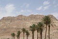 Date palm trees, En Gedi oasis, Israel Royalty Free Stock Photo