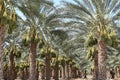 Date palm trees loaded with dates