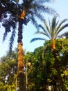 Date palm trees in my village. Royalty Free Stock Photo