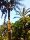 Date palm trees in my village.