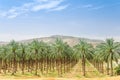 Date palm trees on orchard plantation in Galilee Royalty Free Stock Photo