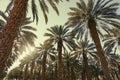 Date palm trees plantation against clear sunset sky. Beautiful nature background Royalty Free Stock Photo