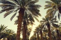 Date palm trees plantation against clear sunset sky. Beautiful nature background Royalty Free Stock Photo